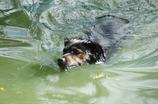 Cami in Water