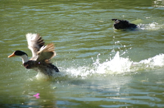 Cami in water with duck