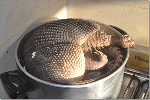 armadillo in a cooking pot