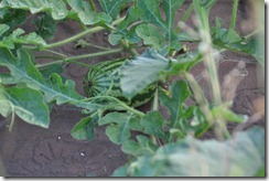 Baby water melon