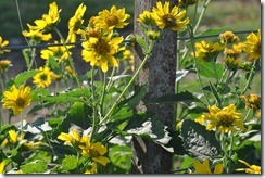 yellow flowers in field