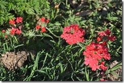 red flowers