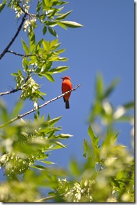 Red bird 