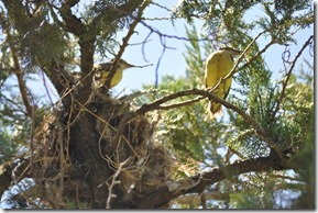 Pair of yellow birds with nest