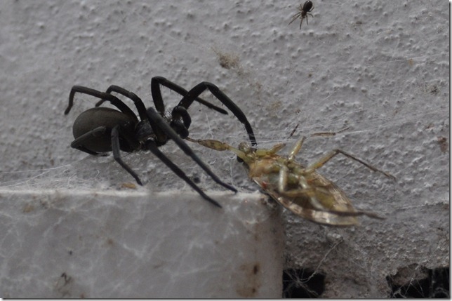 Spider eating a cockroach