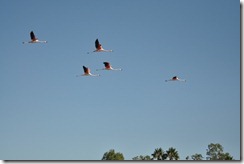 flying flamingos