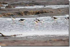 Oystercatchers