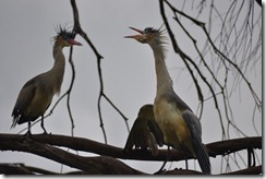 Garzas negras