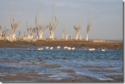 Shoreline with flamingoes