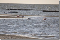 flamingos wading