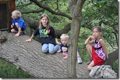 climbing tree