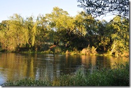 Trees by the river