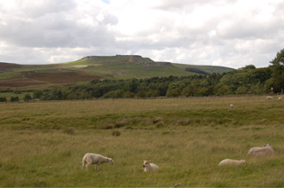 Peak District hills and sheep