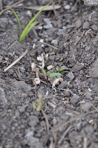 beetroot shoot