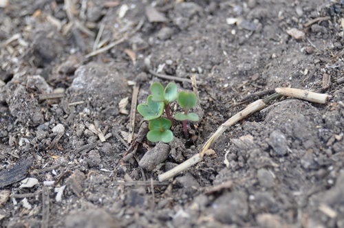 cabbage shoot