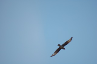 Bird of prey in flight