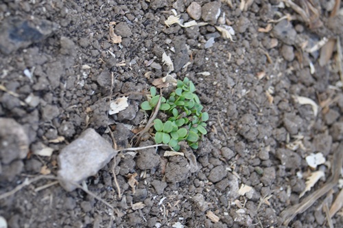 chicory shoot