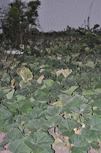  butternut squash plants