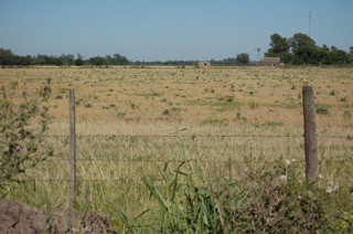 cut barley fields