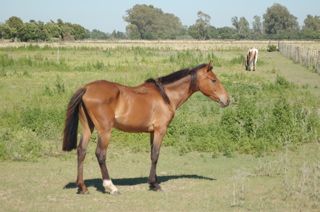 horses in the field