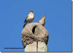 horneros on nest