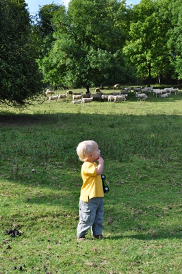 joni looking at sheep