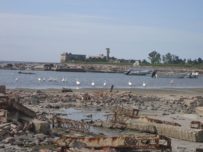 storks and flamingo