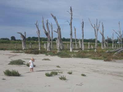 dead trees on the shoreline