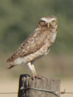 Owl on fence-post