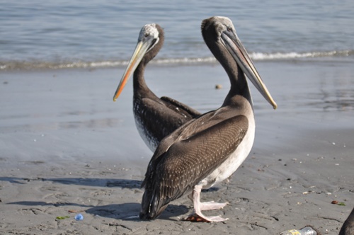 Two pelicans