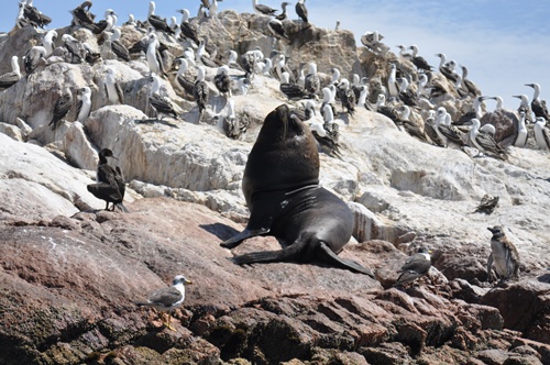 sealion and birds on a rock