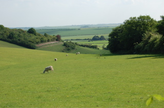 sheepfield