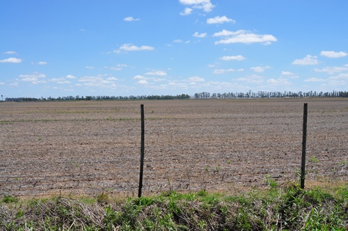 Barren field