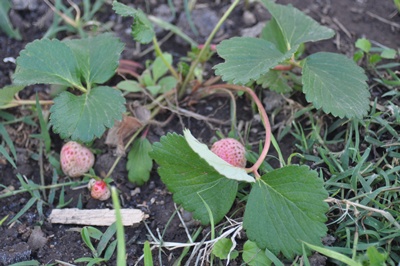 strawberry plants