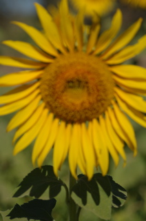 sunflower