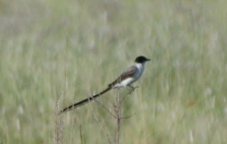 Scissor tailed fly catcher