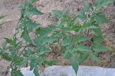 tomato plants