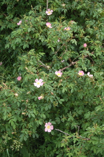 wild roses